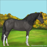 Horse Color:Black 