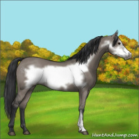 Horse Color:Grullo Frame 