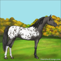 Horse Color:Grullo Appaloosa Rabicano 