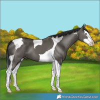 Horse Color:Grullo Splash Tobiano 