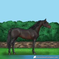 Horse Color:Brown 