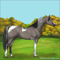 Horse Color:Grullo Tobiano Rabicano 