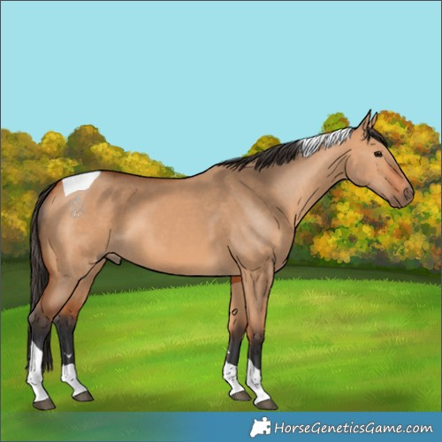 Horse Color:Bay Dun Tobiano 