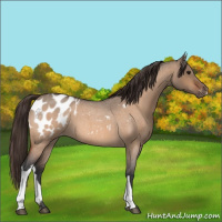 Horse Color:Bay Roan Dun Appaloosa 