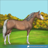 Horse Color:White Spotted Silver Brown Dun 