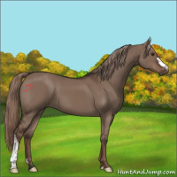 Horse Color:Liver Red Dun 