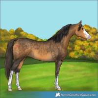 Horse Color:White Spotted Buckskin