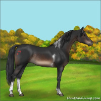 Horse Color:Brown Tobiano Rabicano