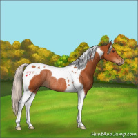 Horse Color:Silver Bay Tobiano Rabicano 