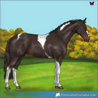 Horse Color:Liver Chestnut Tobiano 