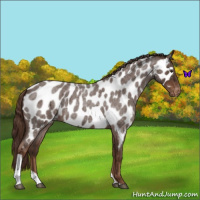 Horse Color:Liver Red Roan Tobiano Near Leopard