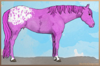 Horse Color:Watercolor Chestnut Ice Appaloosa 