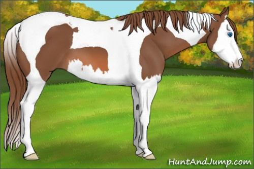 Horse Color:Chestnut Splash Tobiano 