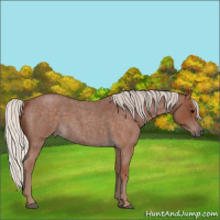 Horse Color:Silver Blue Roan Sabino 