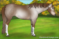 Horse Color:Gray Chestnut 