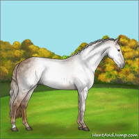 Horse Color:Gray Chestnut 