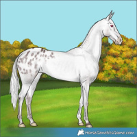 Horse Color:Chocolate Silver Brown Chinchilla Appaloosa