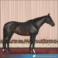 Horse Color:Brown 