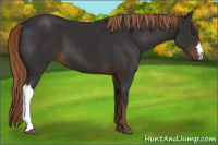 Horse Color:Liver Chestnut 