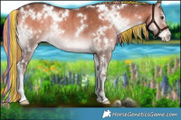 Horse Color:Painted White Spotted Chocolate Palomino Onyx Sabino Brindle 