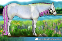 Horse Color:Painted Watercolor Chocolate Palomino Roan Onyx Tobiano Rabicano 