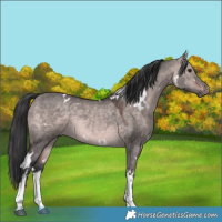 Horse Color:Platinum White Spotted Bay Dun Rabicano 