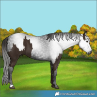 Horse Color:Liver Chestnut  and Gray Liver Chestnut 