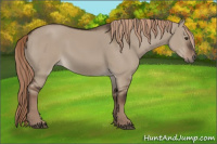 Horse Color:Liver Red Dun Rabicano 