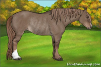 Horse Color:Liver Red Dun Rabicano 
