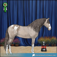Horse Color:Brown Dun Appaloosa Brindle 