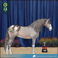 Horse Color:Brown Dun Appaloosa Brindle 