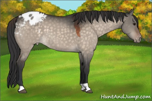 Horse Color:Brown Dun Appaloosa 