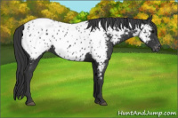 Horse Color:Black Appaloosa 