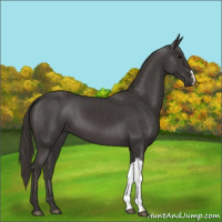 Horse Color:Smoky Black 
