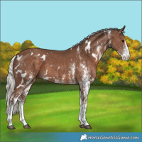 Horse Color:White Spotted Silver Black 