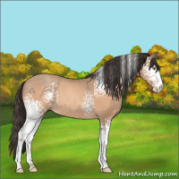 Horse Color:White Spotted Sable Champagne Sabino 