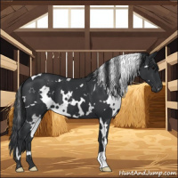 Horse Color:White Spotted Black 