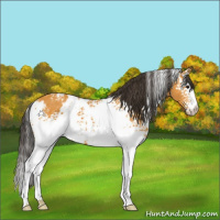 Horse Color:White Spotted Buckskin 