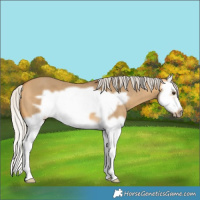 Horse Color:Silver Buckskin Dun Splash Frame