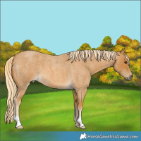 Horse Color:Palomino Roan 