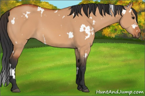 Horse Color:White Spotted Bay Dun
