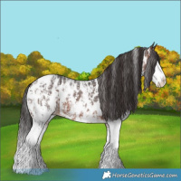 Horse Color:Brown Sabino Splash Appaloosa  and Brown Sabino Splash Appaloosa 