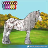 Horse Color:Brown Sabino Splash Appaloosa  and Silver Brown Sabino Splash Appaloosa 