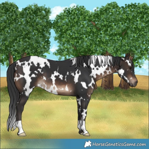 Horse Color:White Spotted Brown 