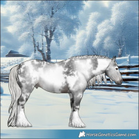 Horse Color:Gray White Spotted Silver Brown
