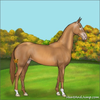 Horse Color:Gray Gold Champagne 