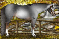 Horse Color:Gray White Spotted Liver Chestnut 