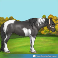 Horse Color:Black Tobiano 