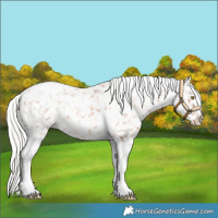 Horse Color:Silver Sable Champagne Tobiano Appaloosa 