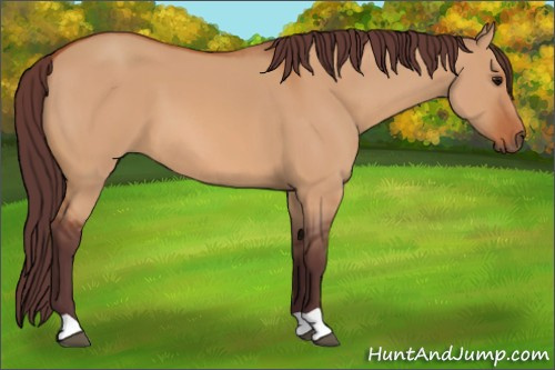 Horse Color:Chocolate Bay Dun 